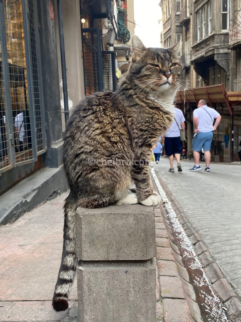 トルコ・イスタンブールの街角で出会った猫、歴史ある都市での癒しの瞬間