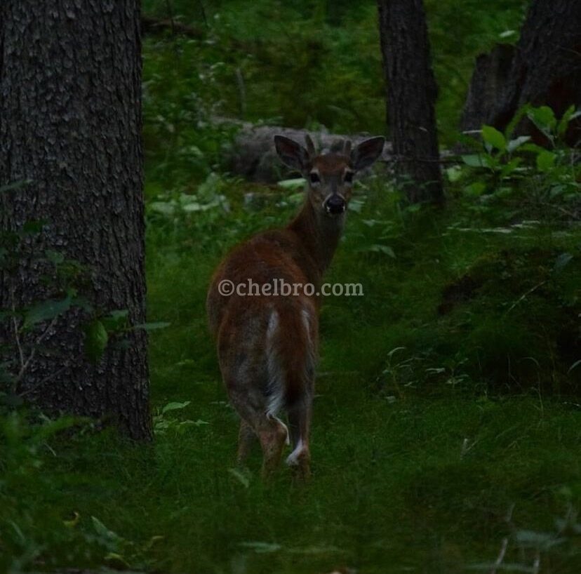 カナダの森で振り向くメスのエルク、カナダ一人旅の自然との触れ合い