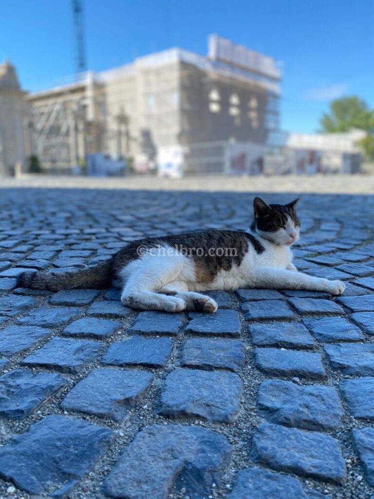 ハンガリー・ブダ城と猫が写る写真、歴史的な城と可愛らしい猫が織りなす風景